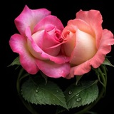 Telegram profile photo for ГУЛЛАР ИФОРИ 🌺🌺