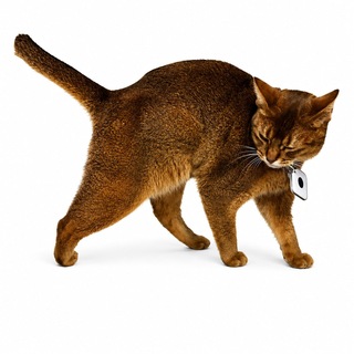 Telegram profile photo for Schrödinger | Elon's cat