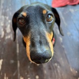 Telegram profile photo for Жизнь кошки и собаки в кратце)