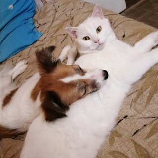 Telegram profile photo for Информационная помощь животным Приморский край