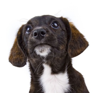 Telegram profile photo for Заметки Кинолога