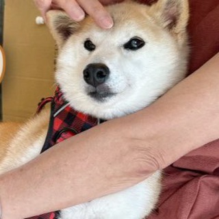 Telegram profile photo for NEIRO SOL PORTAL