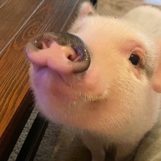 Telegram profile photo for 🐖КрАсИвЫе СвИнКи🐷