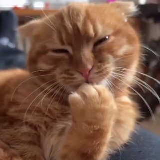 Telegram profile photo for Cat Humor 😺 | Смішні котики 😹