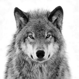 Telegram profile photo for Волки