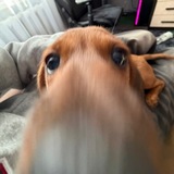Telegram profile photo for kotenokk (король)