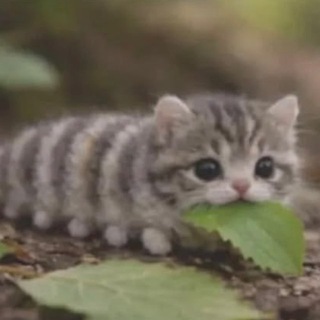 Telegram profile photo for кекилочка