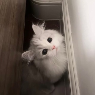 Telegram profile photo for фертиван*31