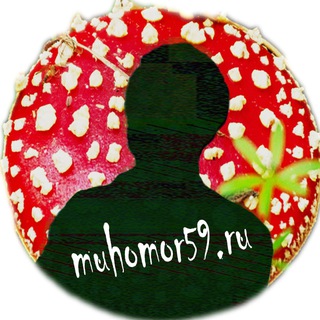 Telegram profile photo for Мухомор59 | muhomor59.ru - Мухоморы купить