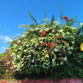 Telegram profile photo for ပန်းဆိုင် 💕💐