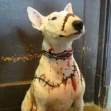 Telegram profile photo for cute rot>_<