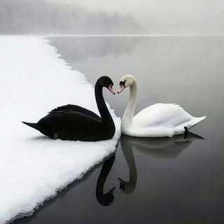 Telegram profile photo for Black and white
