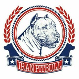 Telegram profile photo for IRANPITBULL "ایران پیت بول" 🇮🇷🇺🇸
