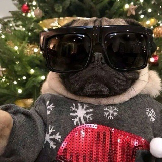 Telegram profile photo for 1337iq