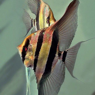 Telegram profile photo for MyFishShop | ASAKA