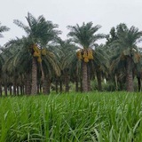 Telegram profile photo for Investasi Kampoeng Koerma