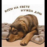 Telegram profile photo for Всем на свете нужен дом. Приморский край