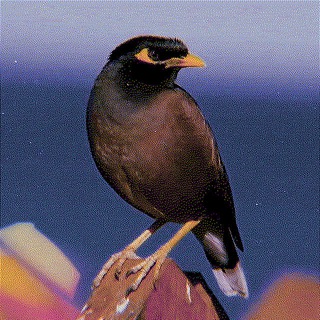 Telegram profile photo for ציפור מצפון