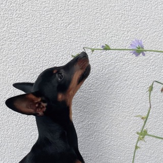 Telegram profile photo for Вэнс одобряет