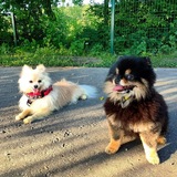 Telegram profile photo for ⊹♱Cartel_Dogs♱⊹
