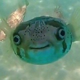 Telegram profile photo for рыба Фугу 🐡 (хорек)