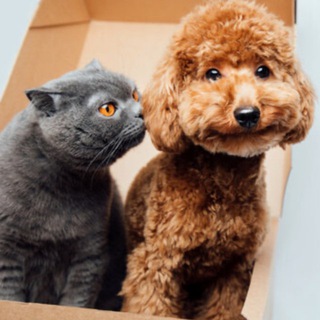 Telegram profile photo for Натали и ее питомцы 🐈⬛🦮