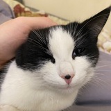 Telegram profile photo for веселая ферма