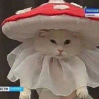 Telegram profile photo for °ೃ❀Львиный домೃ๑•