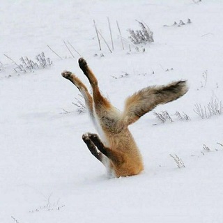 Telegram profile photo for Мемасы