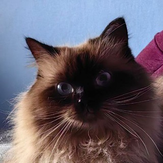 Telegram profile photo for ЮНА🐈⬛