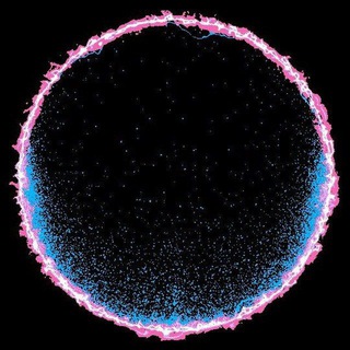 Telegram profile photo for Научу тебя программировать!
