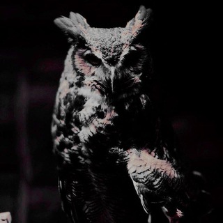 Telegram profile photo for У лісової сови