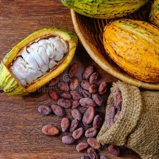Telegram profile photo for Ремесленный шоколад Fresh Cacao