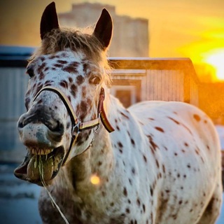 Telegram profile photo for КСК Пелагея