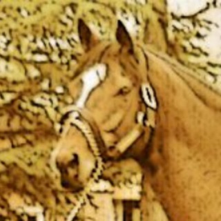 Telegram profile photo for Golden Horse's notebook