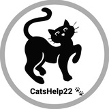 Telegram profile photo for Cat'sHelp22 🐾 частный приют Юлии Шелковниковой (г.Барнаул)