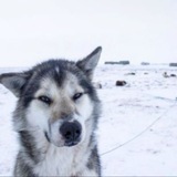 Telegram profile photo for Ос