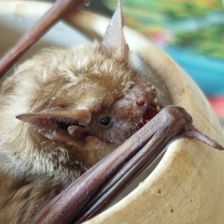 Telegram profile photo for Bats.uz | Летучие мыши Узбекистана |Ko'rshapalaklarhona 🇺🇿