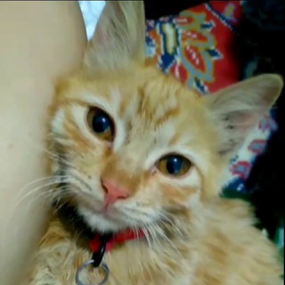 Telegram profile photo for نارنجی وخوانواده ۸ نفره امدادی