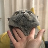 Telegram profile photo for БАРКАіКОШКА