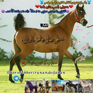 Telegram profile photo for 🐎سیلمی های فاخر ایران🐎