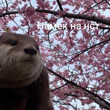 Telegram profile photo for Ëбасеë