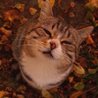 Telegram profile photo for 🍂Нᥙκᥲ ᥰ᧘ᥱᴛёᴛ🍁
