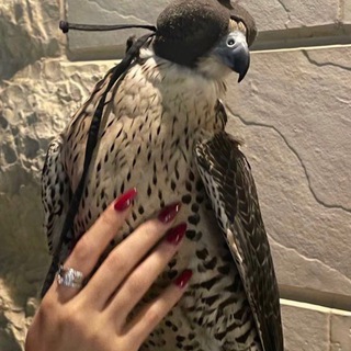 Telegram profile photo for ديَار .
