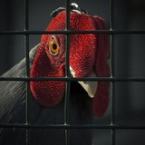 Telegram profile photo for refunds