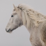 Telegram profile photo for Frolova Horses