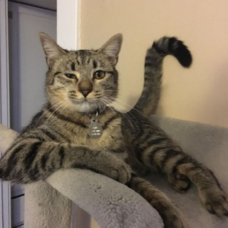 Telegram profile photo for КОТОЗАВРИКИ 🐱