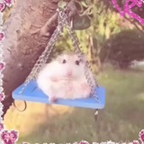 Telegram profile photo for шелупаечные отзывы
