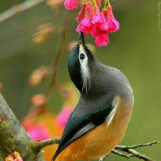 Telegram profile photo for گلــــــــــبانڪ