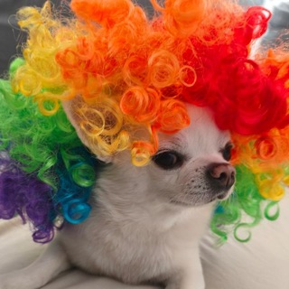 Telegram profile photo for Пифий на каждый день